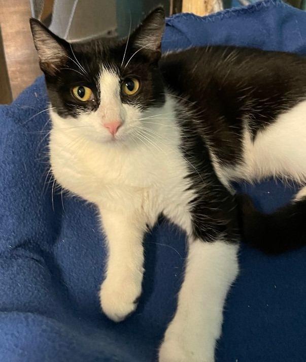 Arbor, Adoptable, Adult Female Domestic Short Hair.