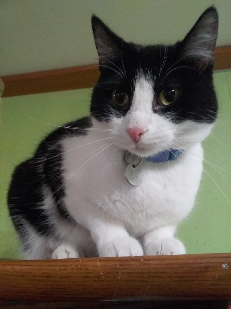 Arbor, a Adoptable mixed breed in Rice Lake, WI image 2/2