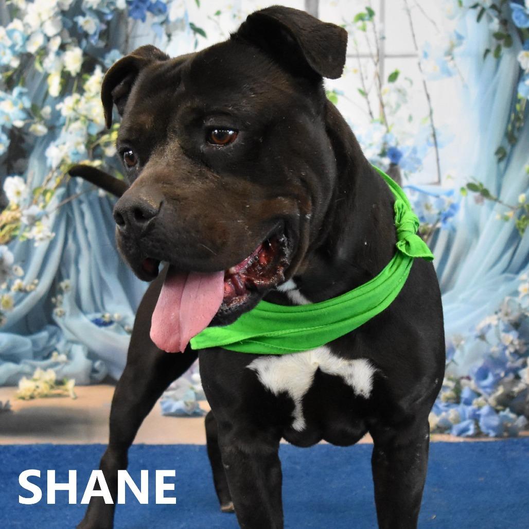 Shane, Adoptable, Adult Male Pit Bull Terrier.