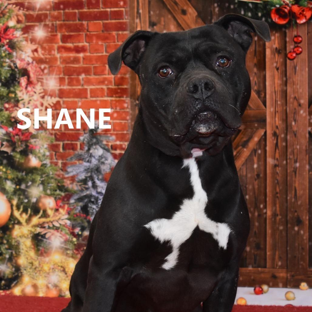 Shane, Adoptable, Adult Male Pit Bull Terrier.