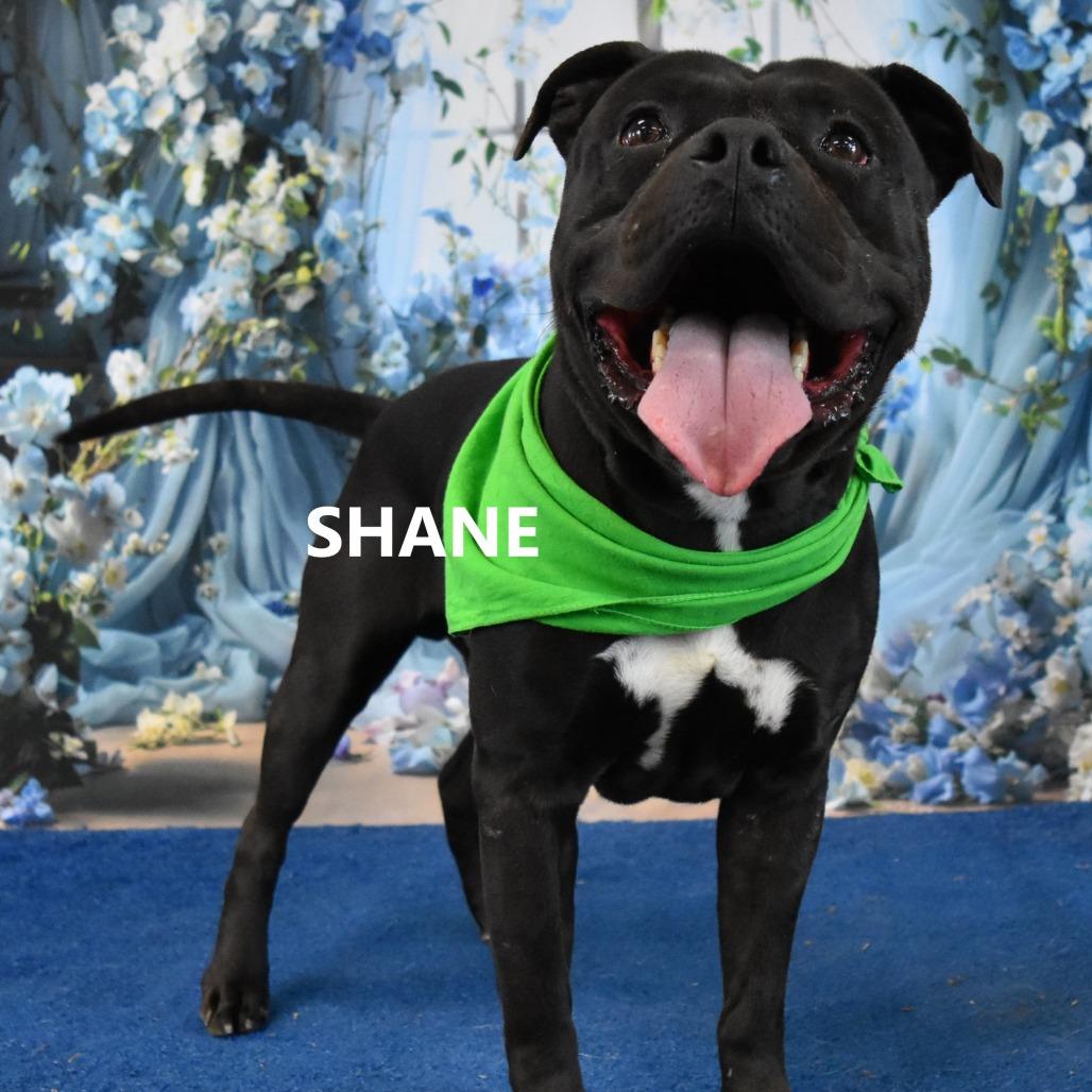 Enlarge Shane, a Adoptable Pit Bull Terrier in Yuma, AZ image 3/4