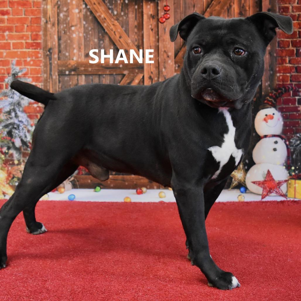 Enlarge Shane, a Adoptable Pit Bull Terrier in Yuma, AZ image 4/4