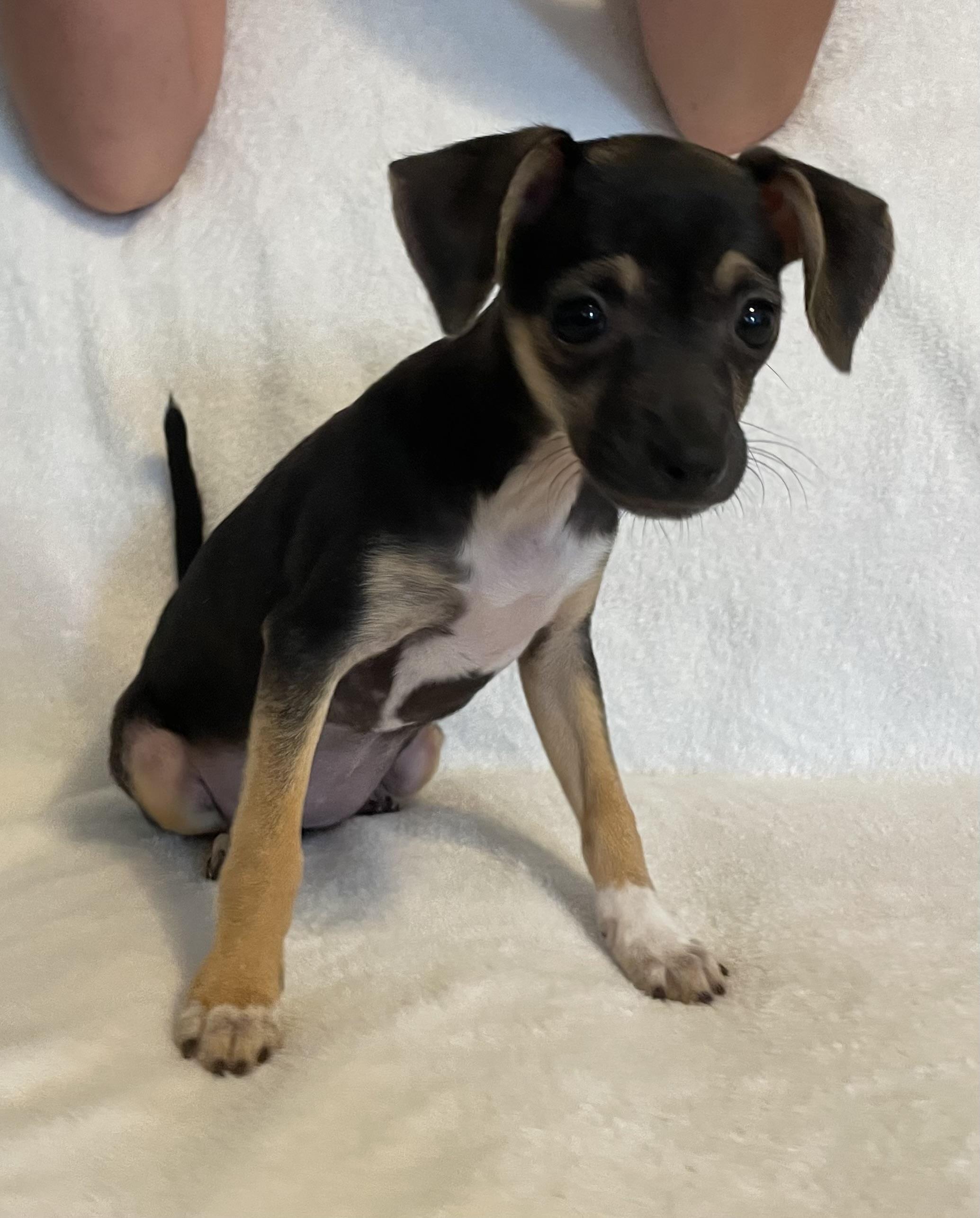Sophia, adopted, Young Female Chihuahua.