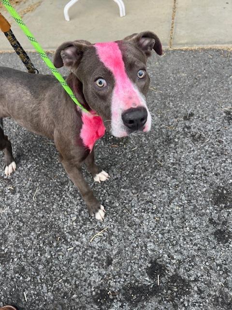 Carson-Adoptable, Adoptable, Young Male Pit Bull Terrier.