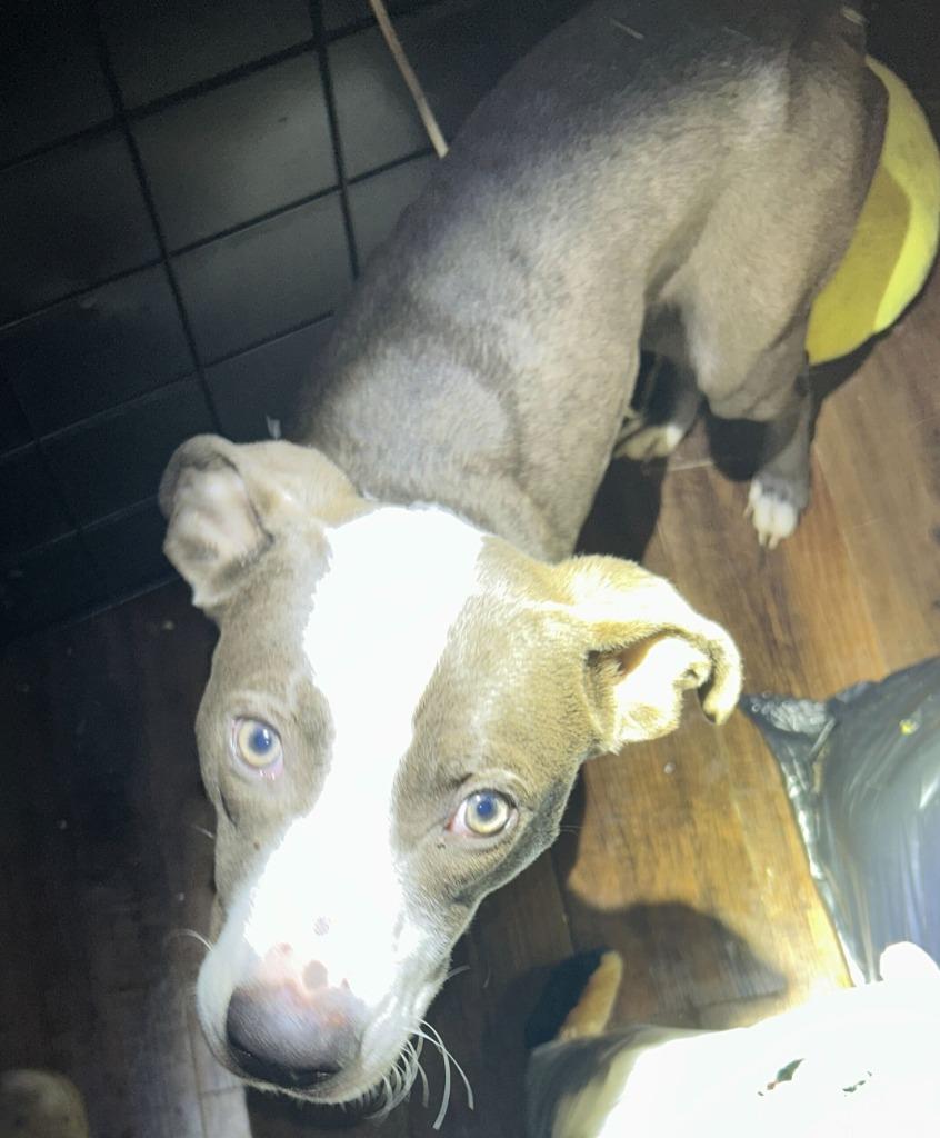 Carson-Adoptable, a Adoptable Pit Bull Terrier in Chickamauga , GA image 4/4