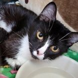 Fianna, a Adoptable mixed breed in Portsmouth, OH image 1/4