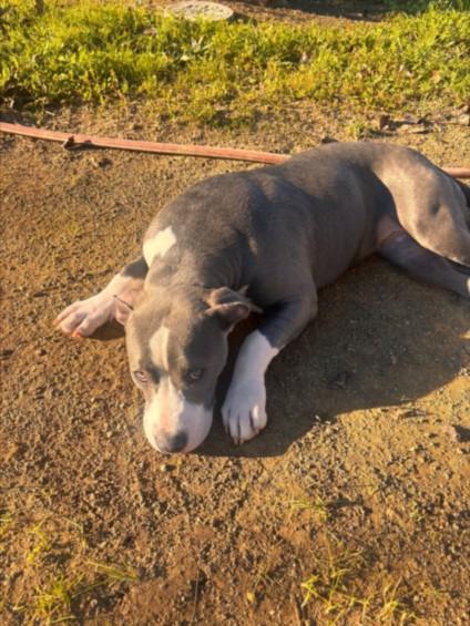 MUFFIN, Adoptable, Adult Female Pit Bull Terrier.