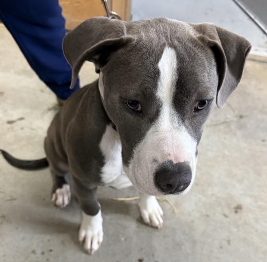 MUFFIN, Adoptable, Adult Female Pit Bull Terrier.