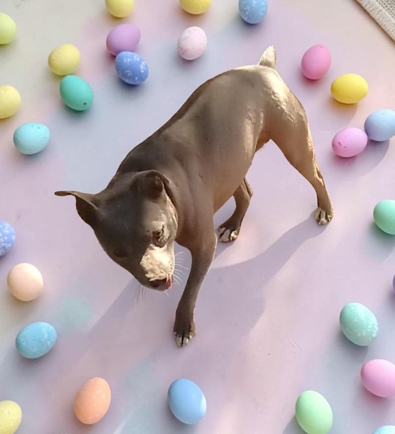 Enlarge Kiwi , a Adoptable American Bully in Chehalis, WA image 3/6
