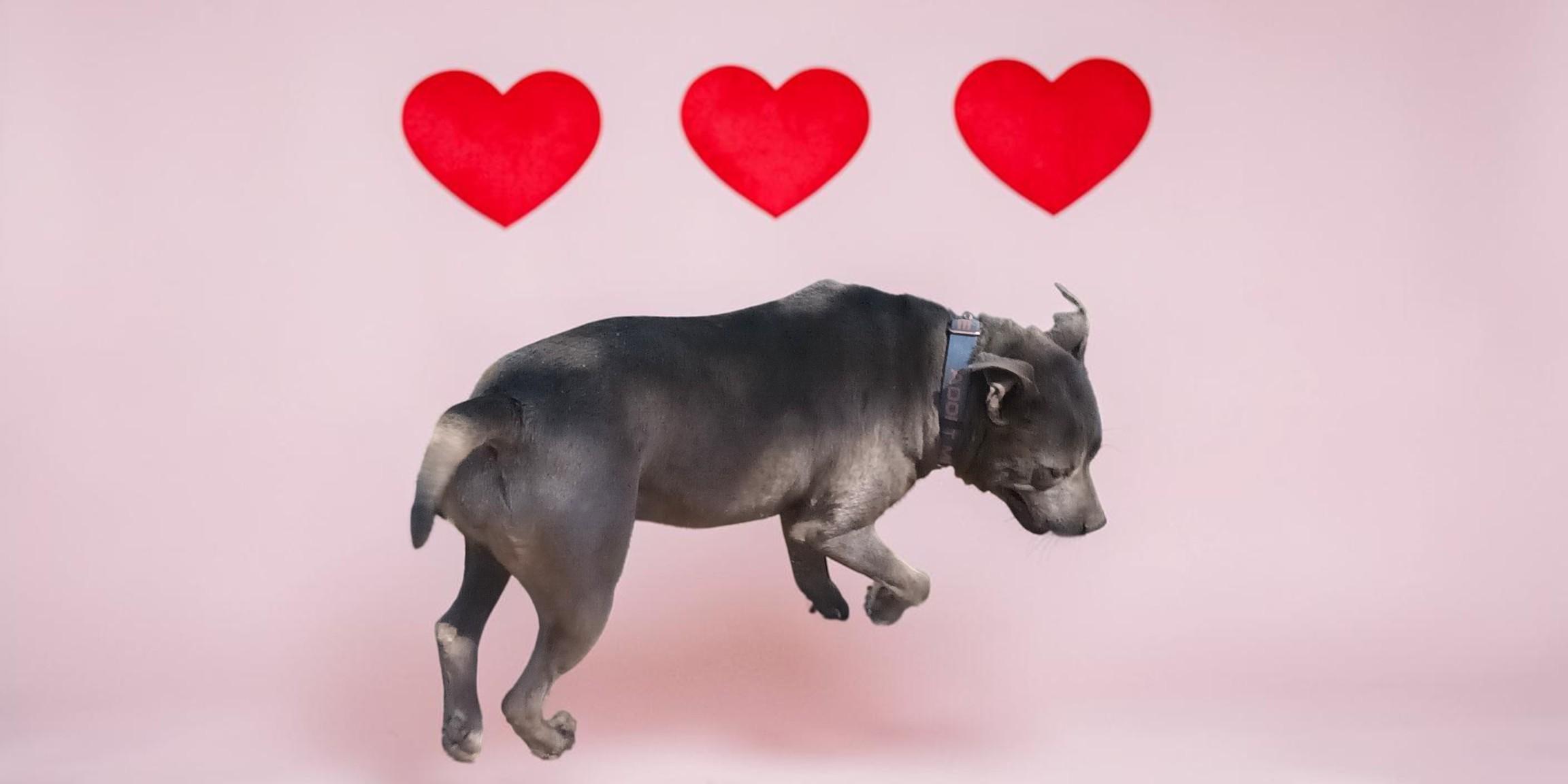 Enlarge Kiwi , a Adoptable American Bully in Chehalis, WA image 6/6