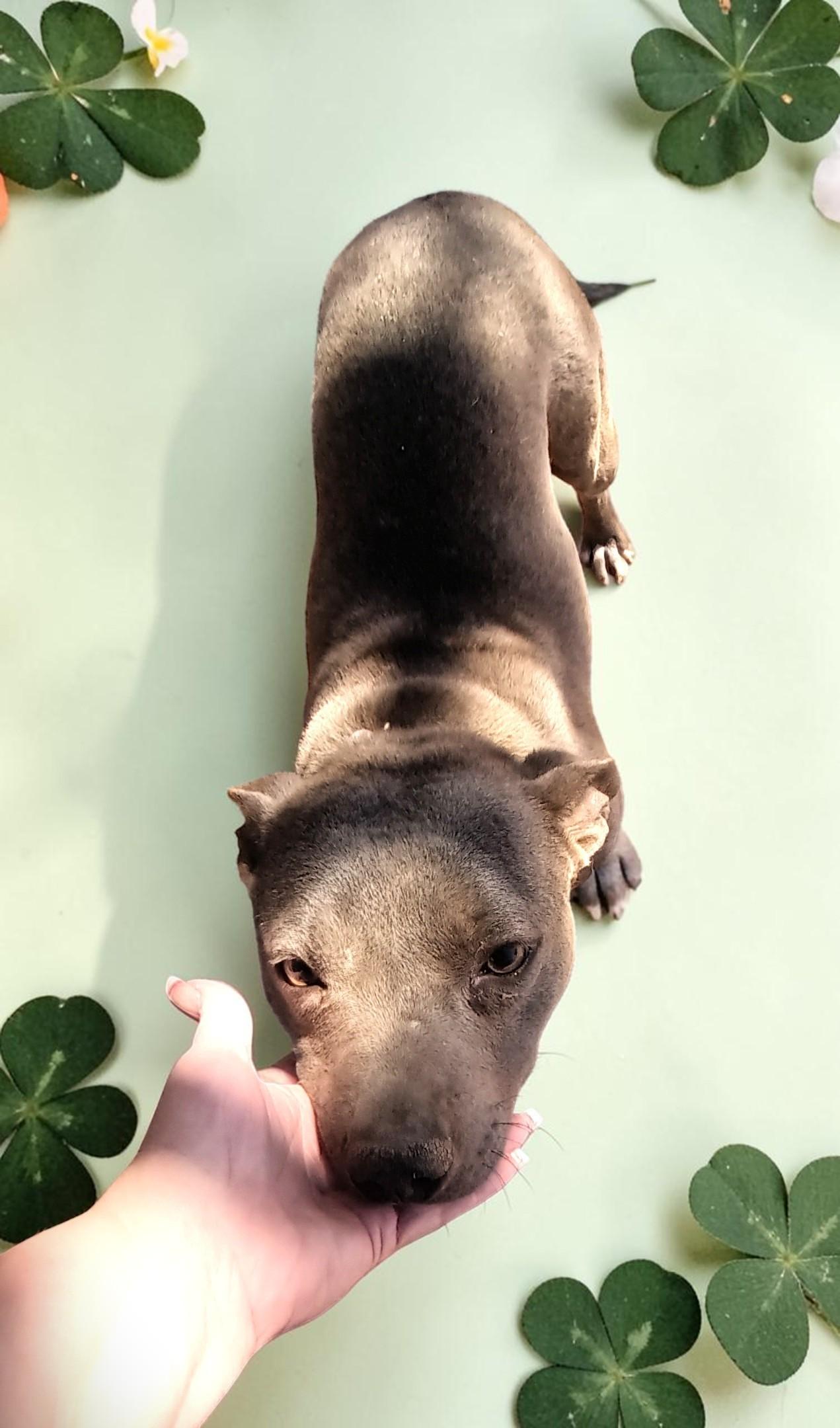 Enlarge Kiwi , a Adoptable American Bully in Chehalis, WA image 5/6