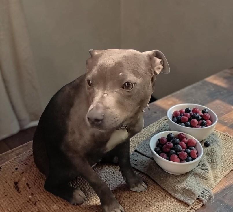 Enlarge Kiwi , a Adoptable American Bully in Chehalis, WA image 4/6