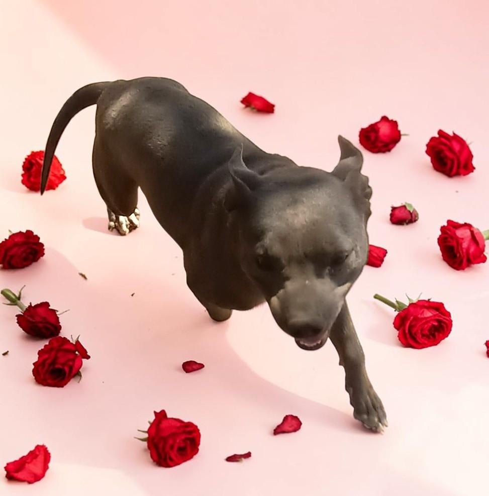 Enlarge Kiwi , a Adoptable American Bully in Chehalis, WA image 2/6