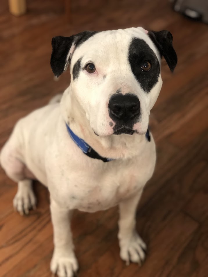 Councilman Jamm, an adoptable American Bulldog in North Charleston, SC, 29406 | Photo Image 3