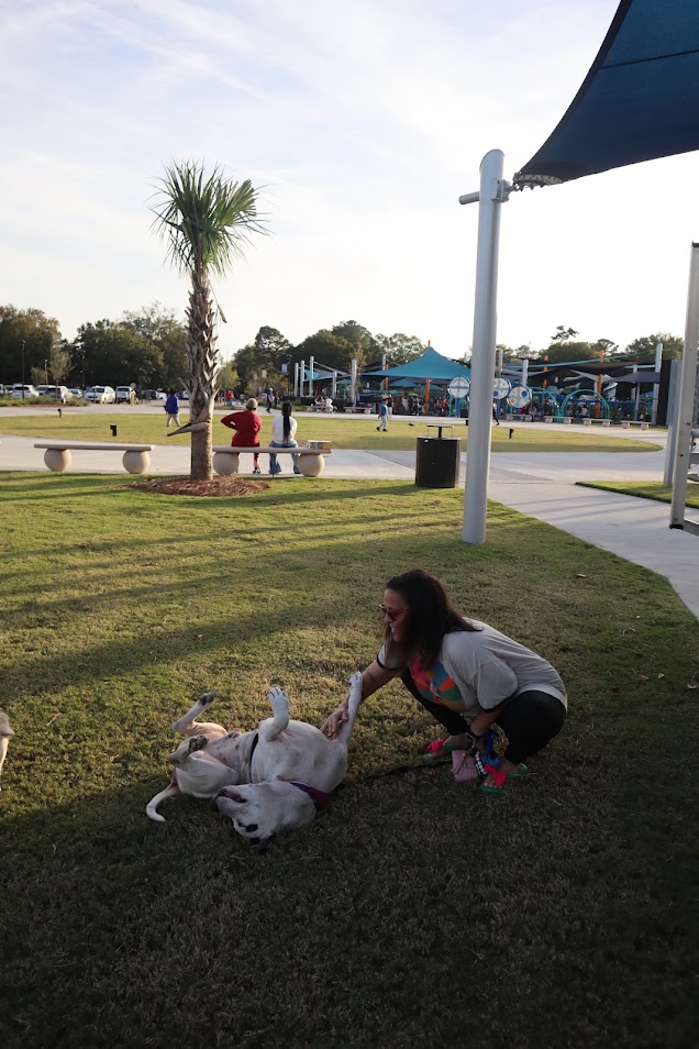Councilman Jamm, an adoptable American Bulldog in North Charleston, SC, 29406 | Photo Image 2