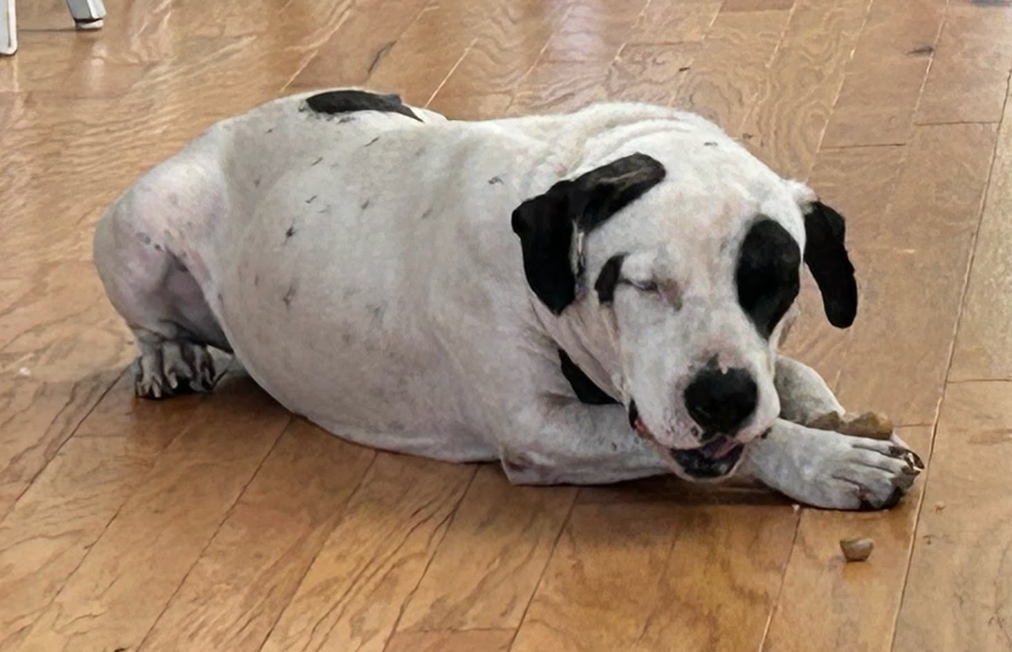 Enlarge Councilman Jamm, a Adoptable mixed breed in North Charleston, SC image 6/6