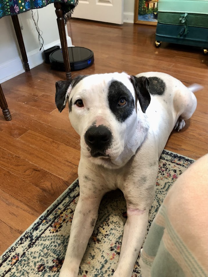 Enlarge Councilman Jamm, a Adoptable mixed breed in North Charleston, SC image 5/6