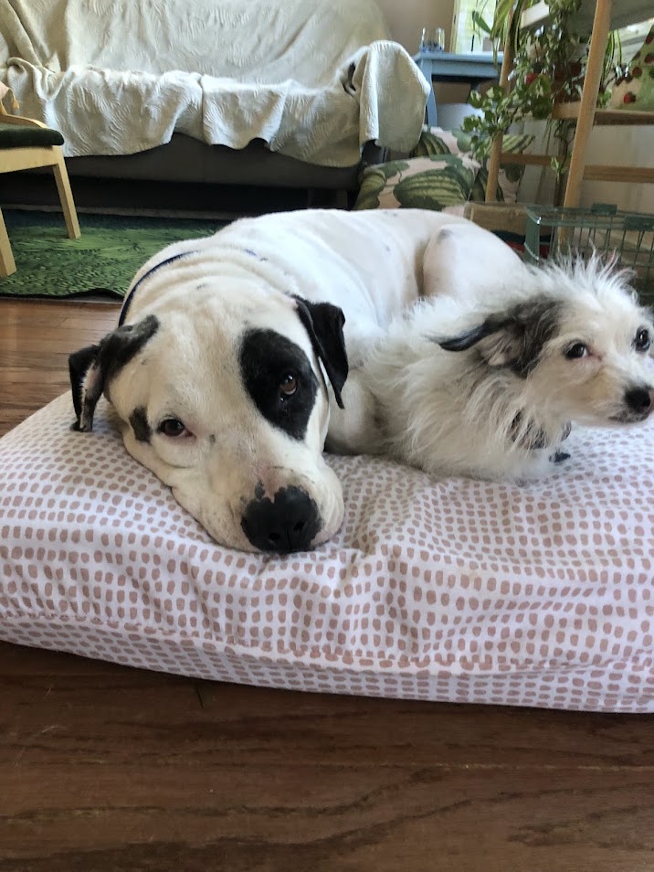 Enlarge Councilman Jamm, a Adoptable mixed breed in North Charleston, SC image 1/6