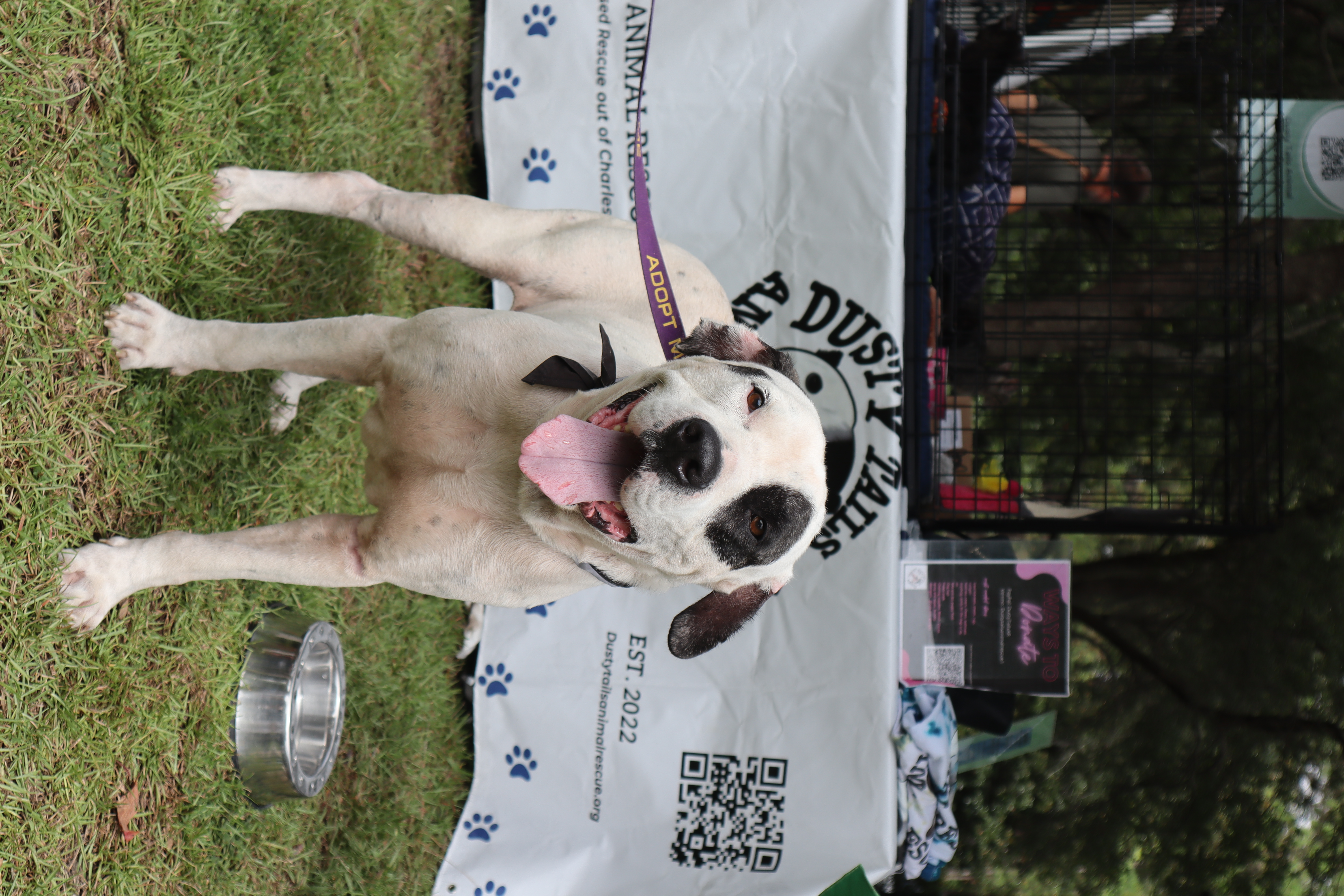 Enlarge Councilman Jamm, a Adoptable mixed breed in North Charleston, SC image 4/6