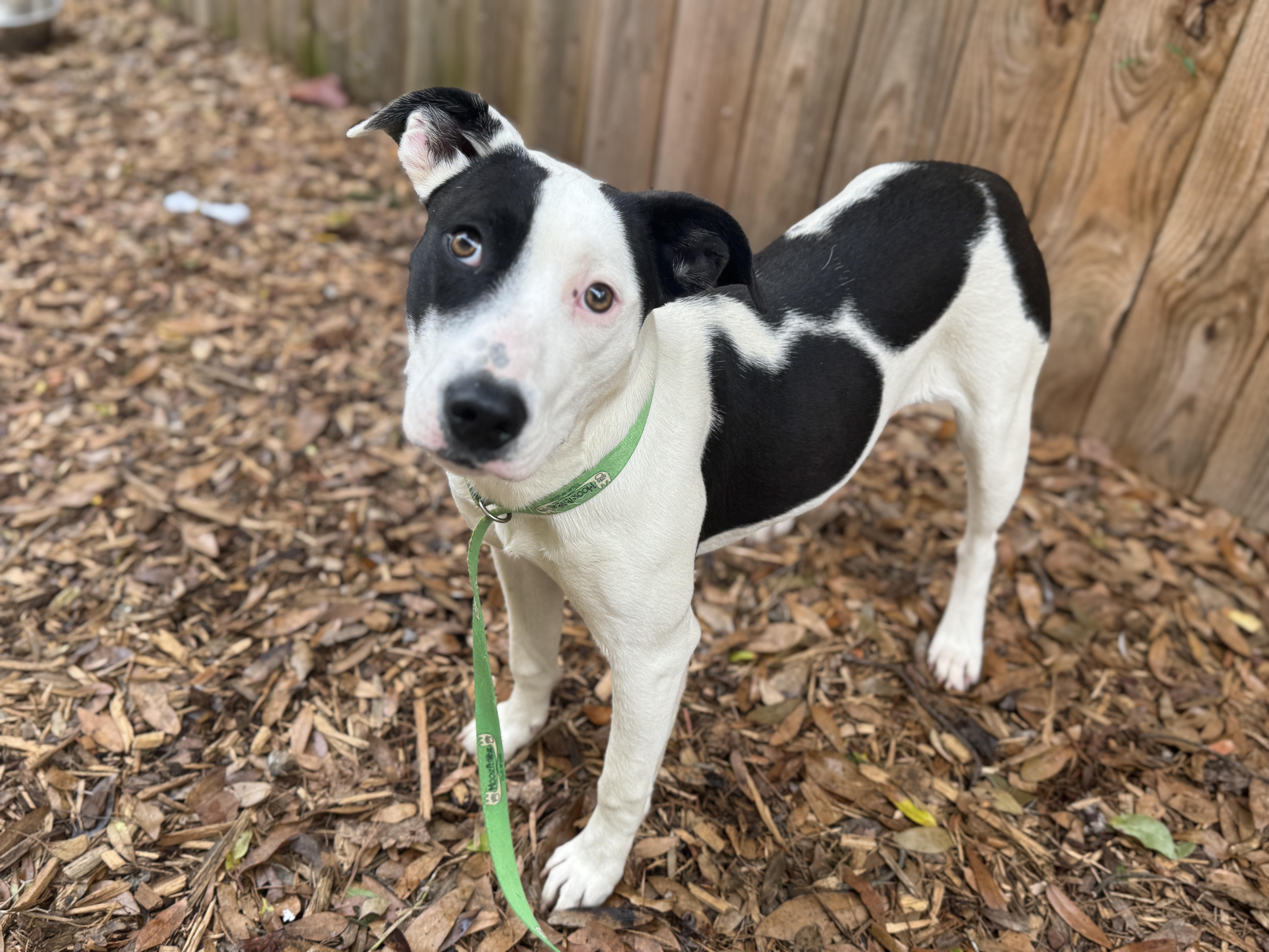 Enlarge Liza, a ADOPTABLE mixed breed in Navarre, FL image 3/3