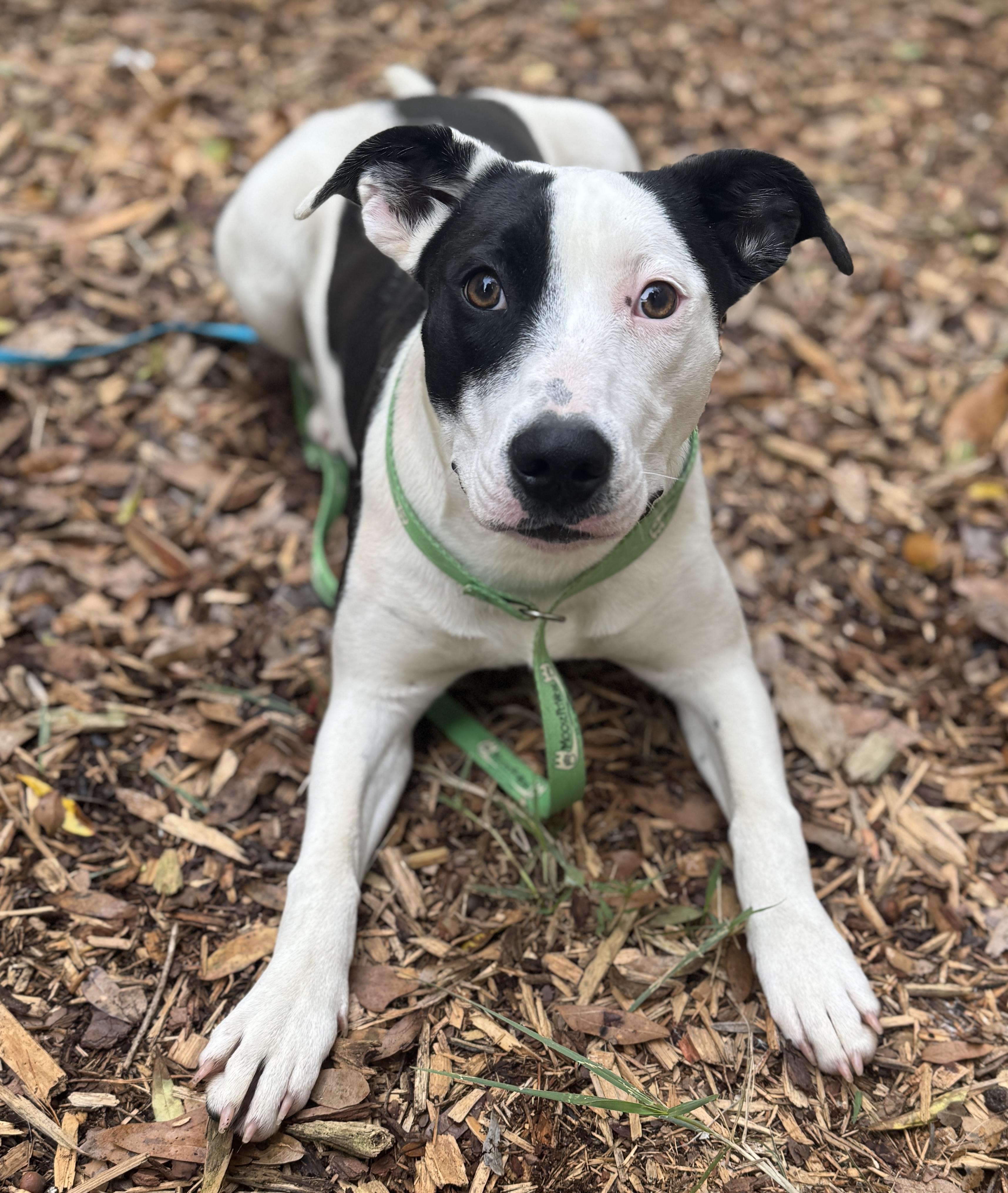 Enlarge Liza, a ADOPTABLE mixed breed in Navarre, FL image 2/3