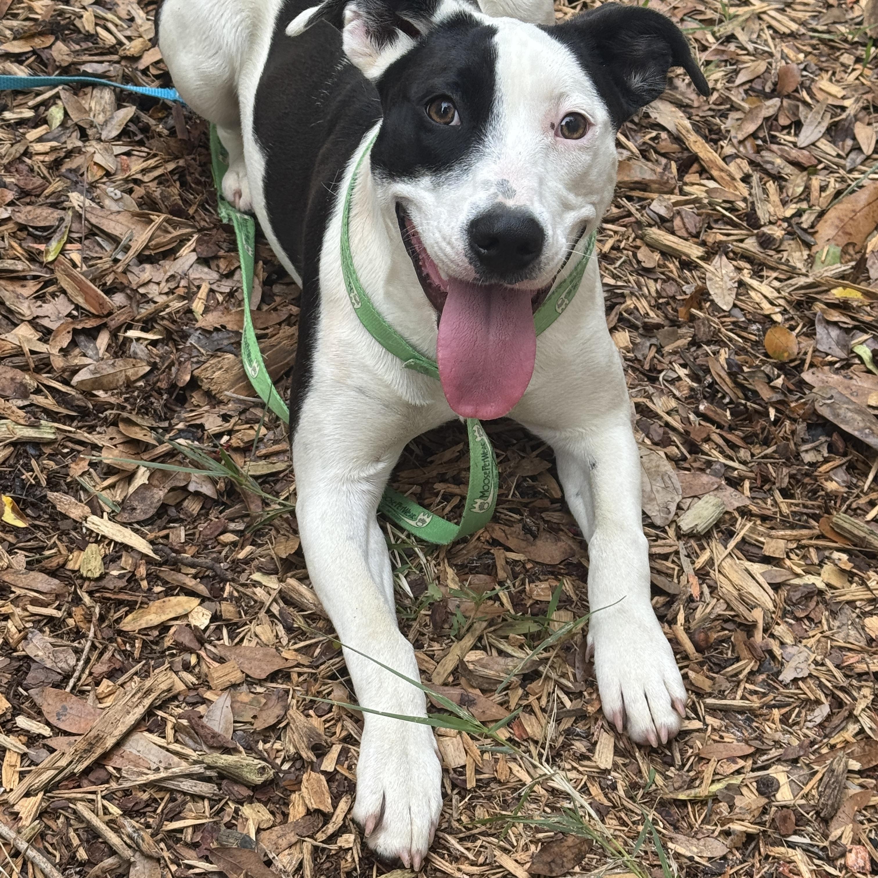 Liza, ADOPTABLE, Puppy Female Border Collie.