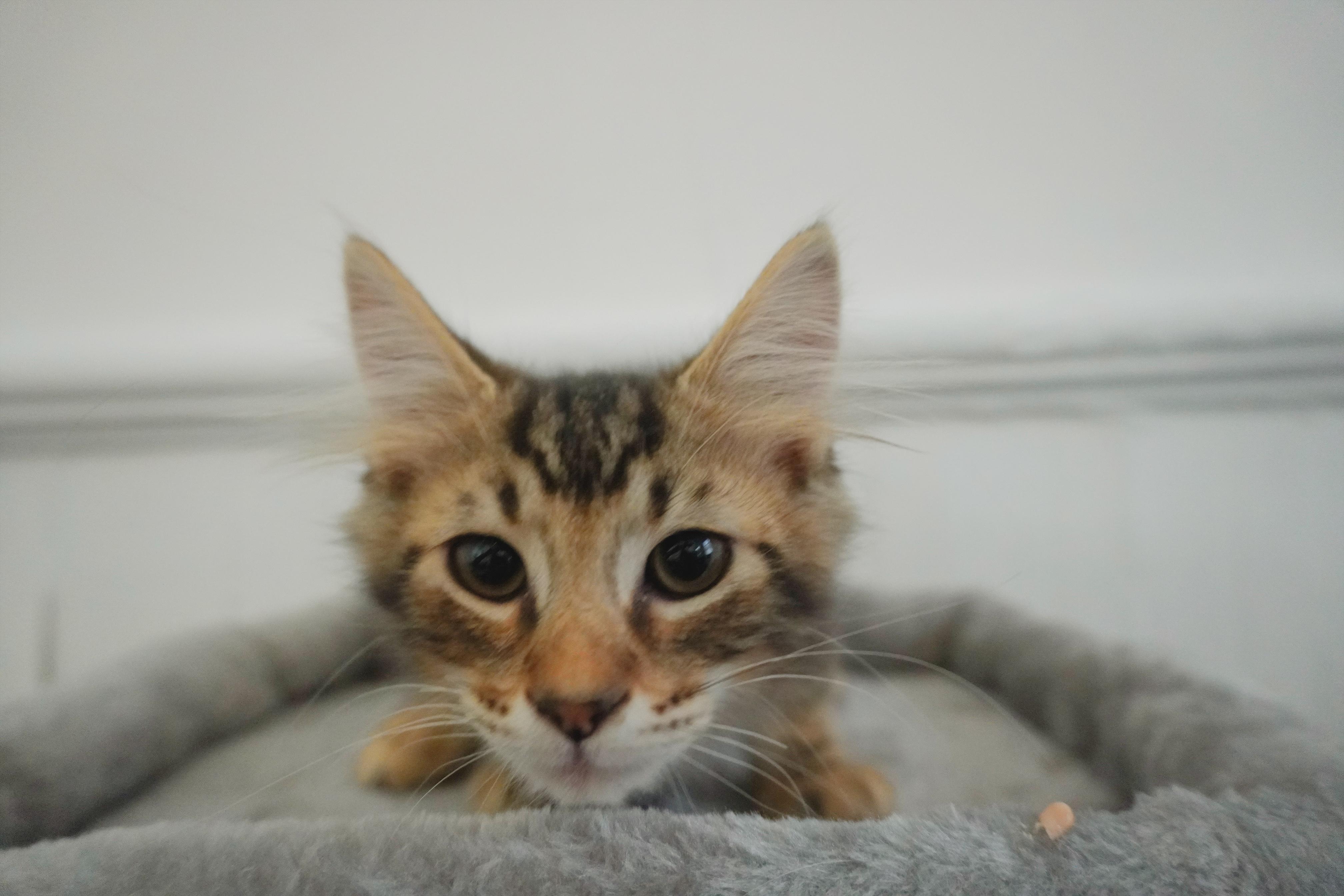 Enlarge Damp Cigarette Steve, a ADOPTABLE mixed breed in farmington, CT image 3/4