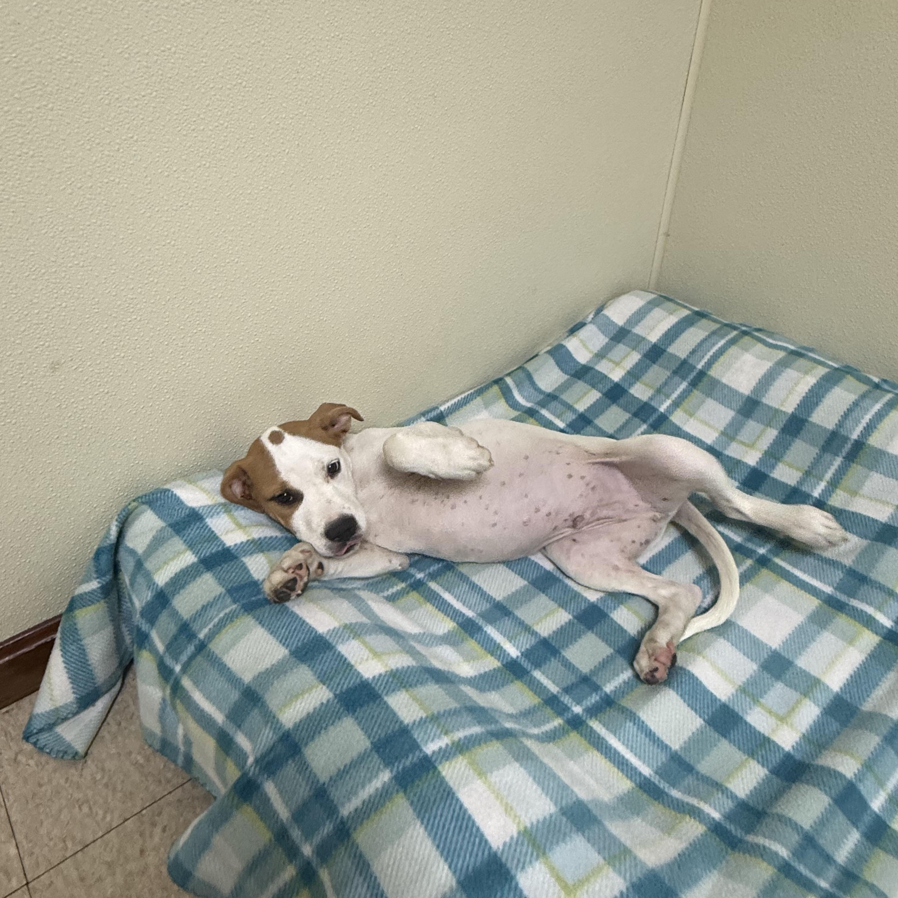 Eddie, a ADOPTABLE mixed breed in Douglas, MA image 3/6