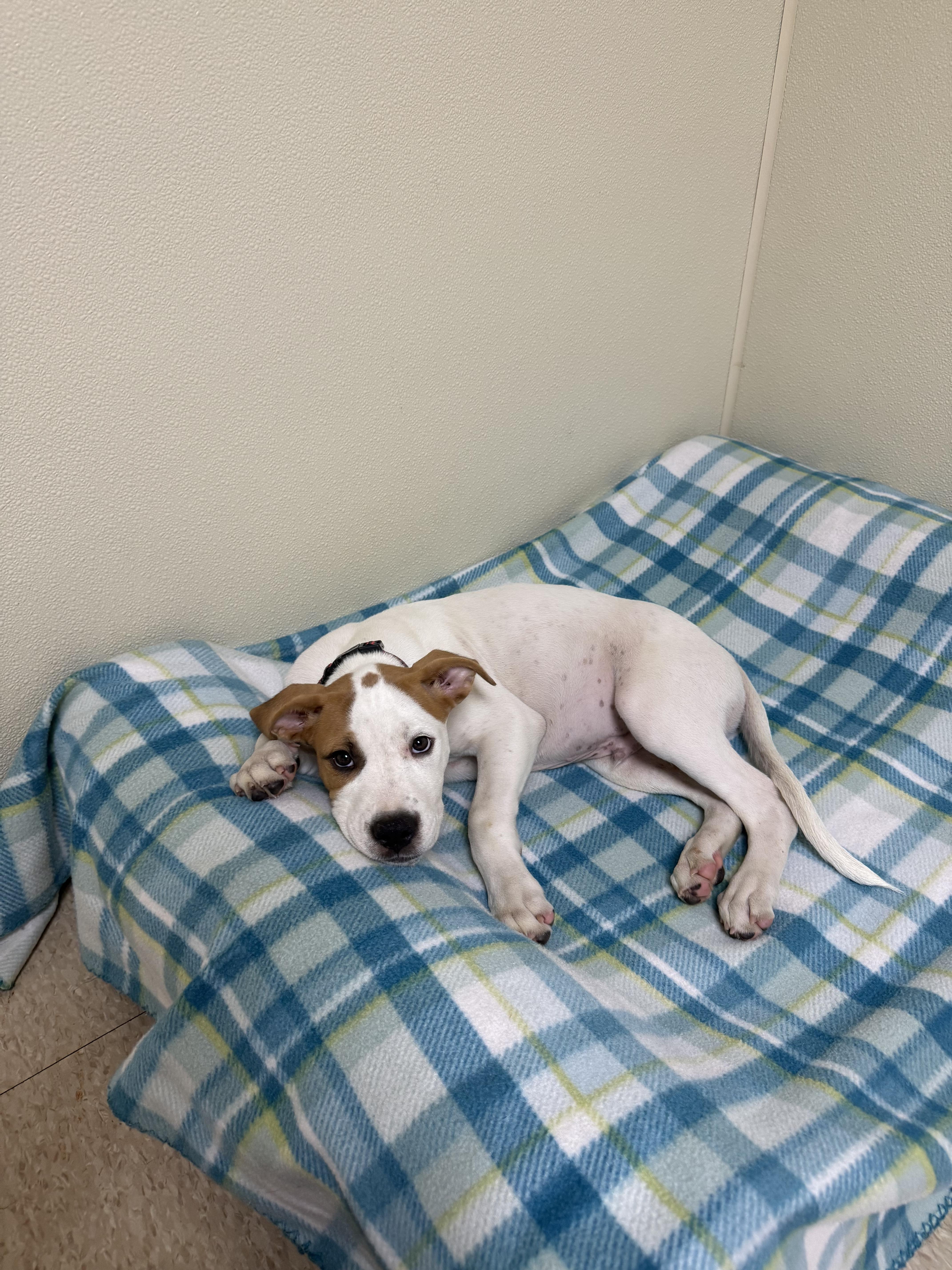 Eddie, a ADOPTABLE mixed breed in Douglas, MA image 5/6