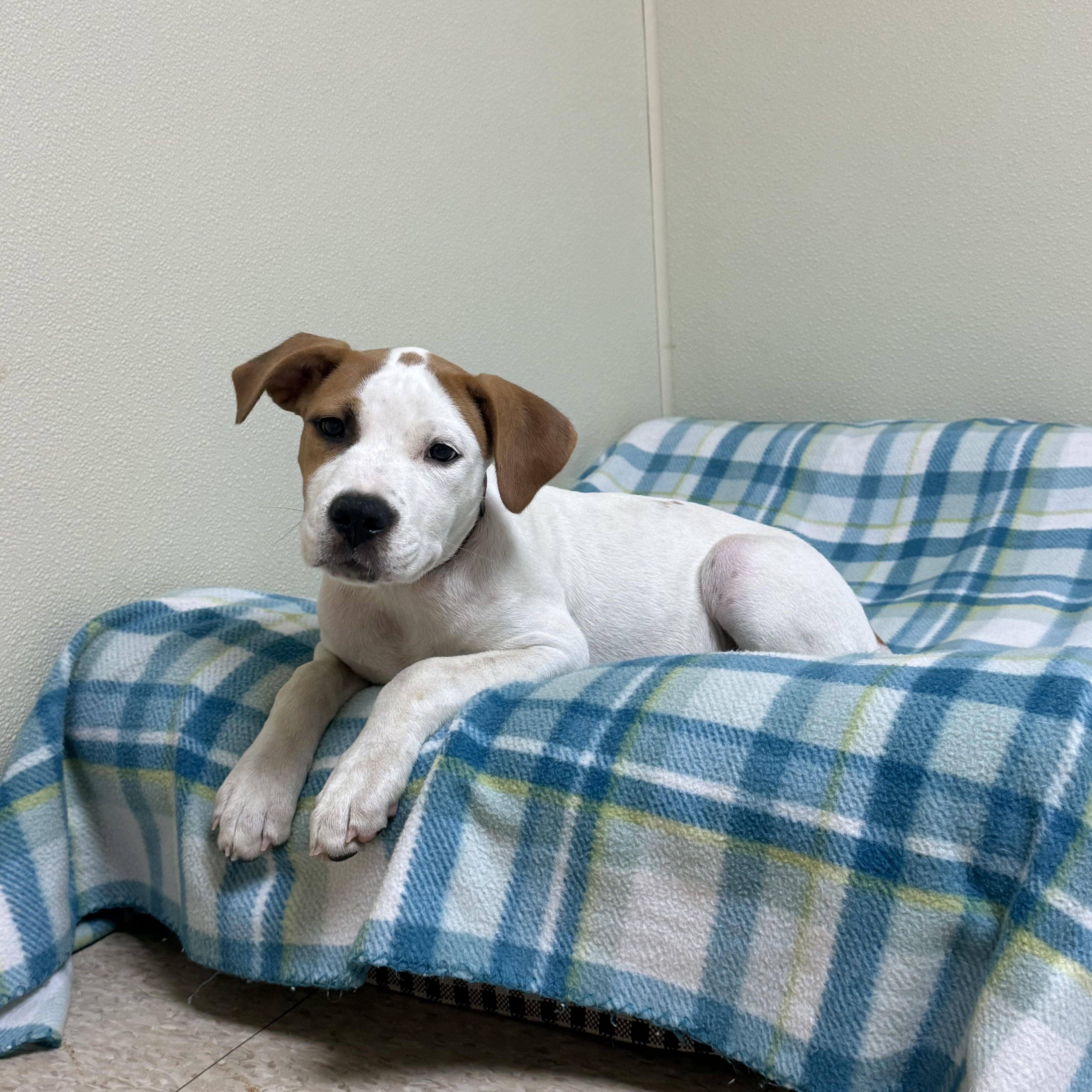 Eddie, a ADOPTABLE mixed breed in Douglas, MA image 2/6