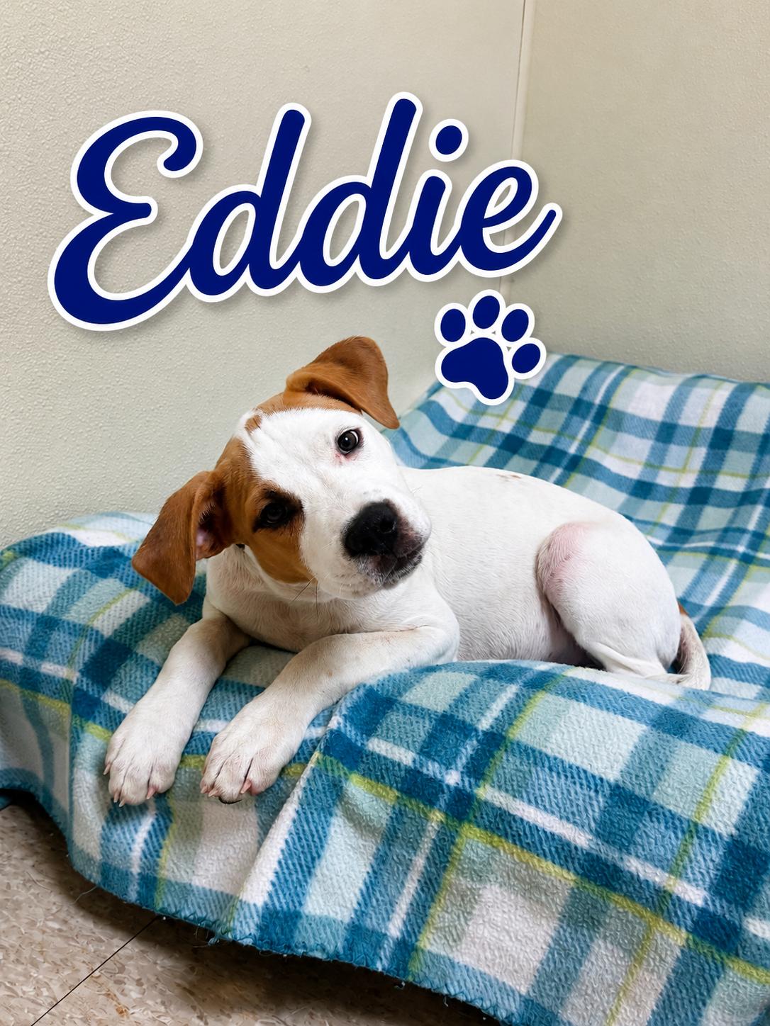 Eddie, ADOPTABLE, Puppy Male Mixed Breed.