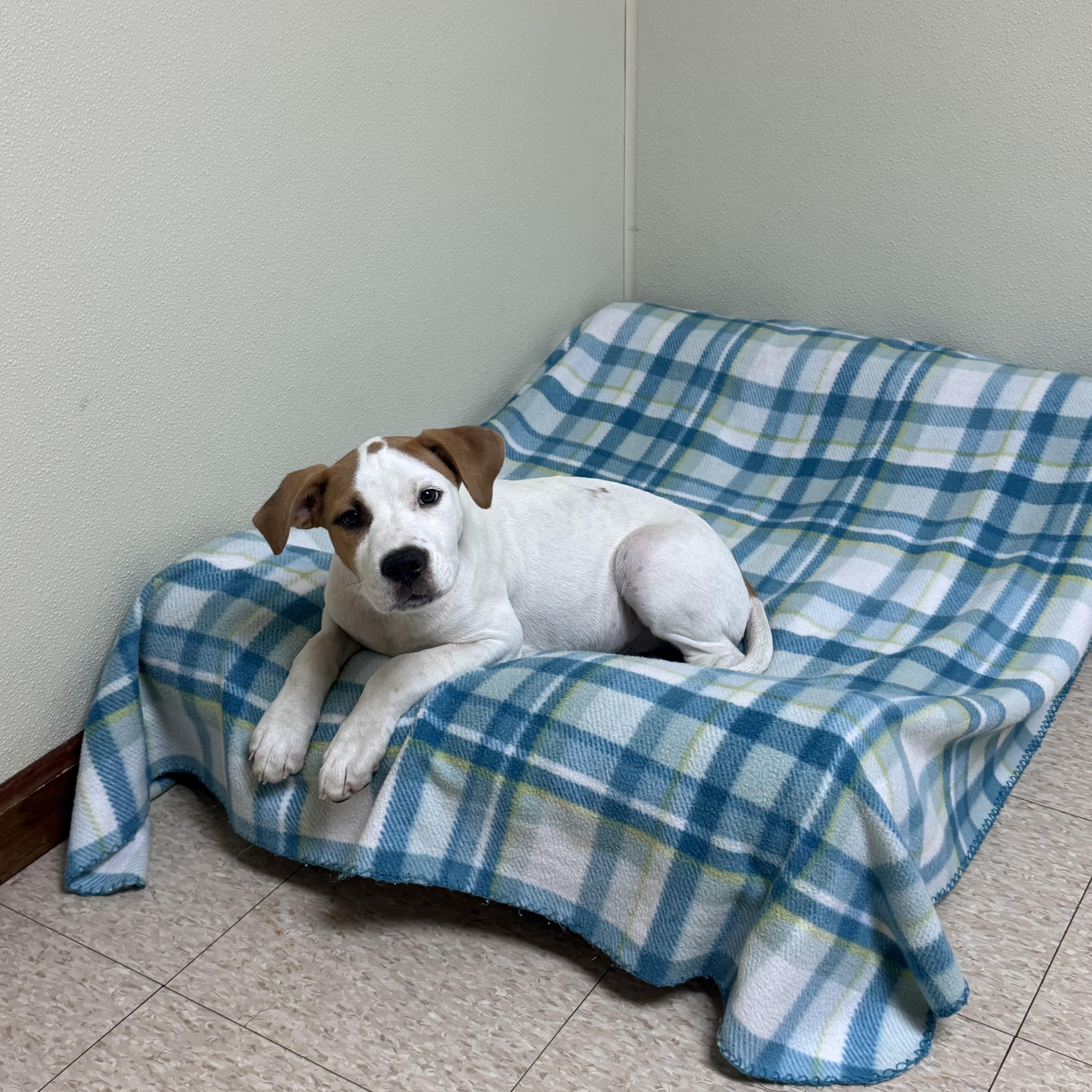 Eddie, a ADOPTABLE mixed breed in Douglas, MA image 4/6