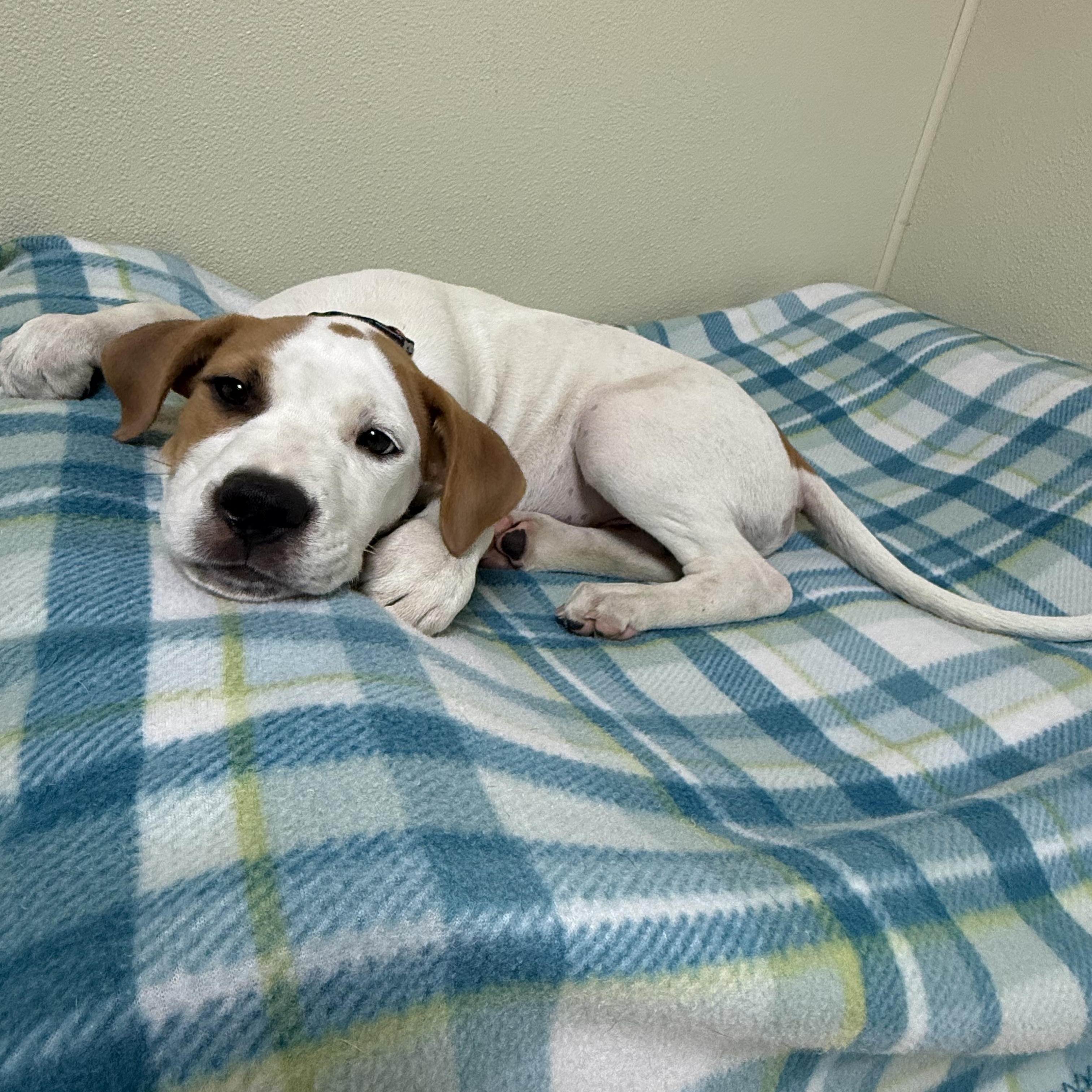 Eddie, a ADOPTABLE mixed breed in Douglas, MA image 6/6
