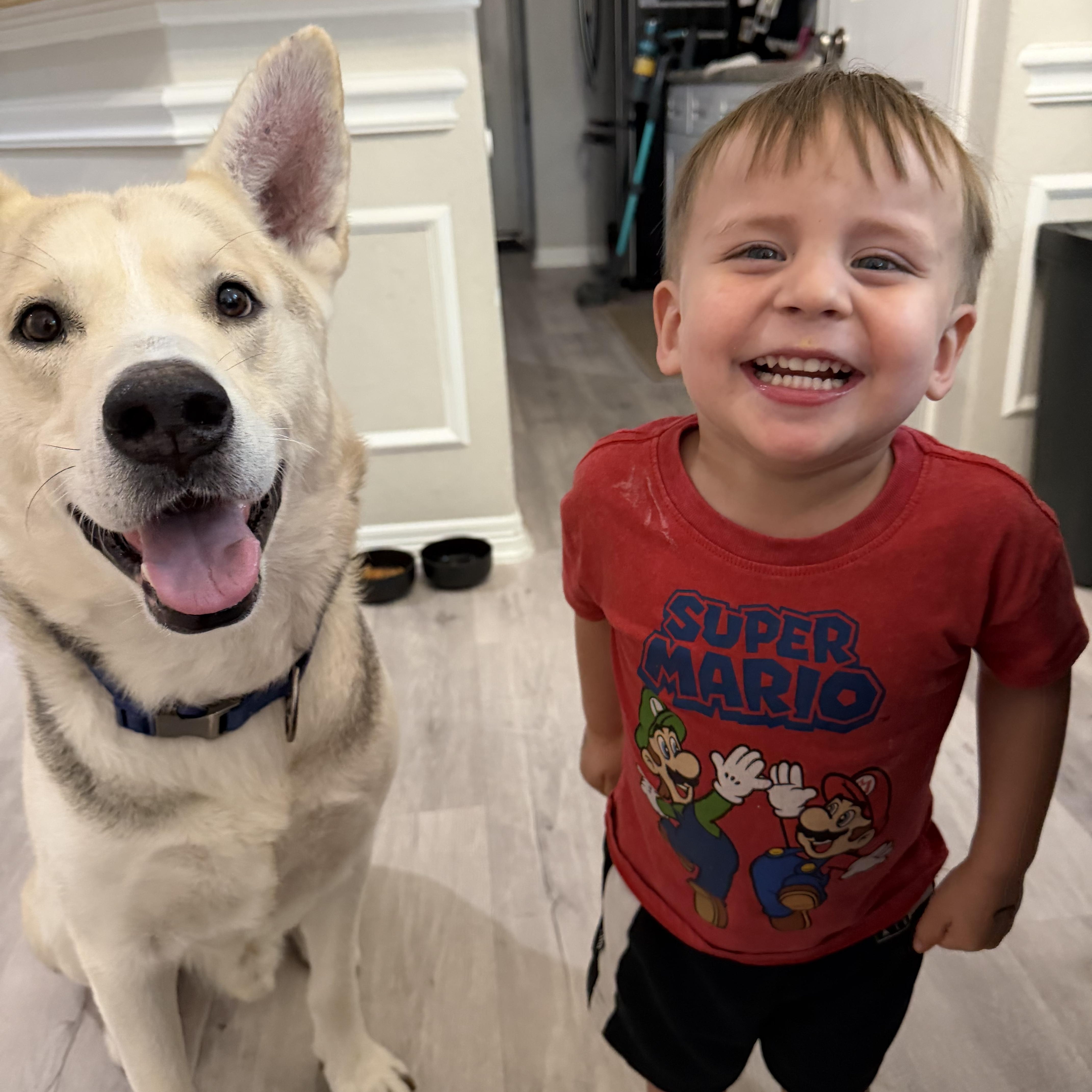 Rosko, adopted, Adult Male Husky & German Shepherd Dog.