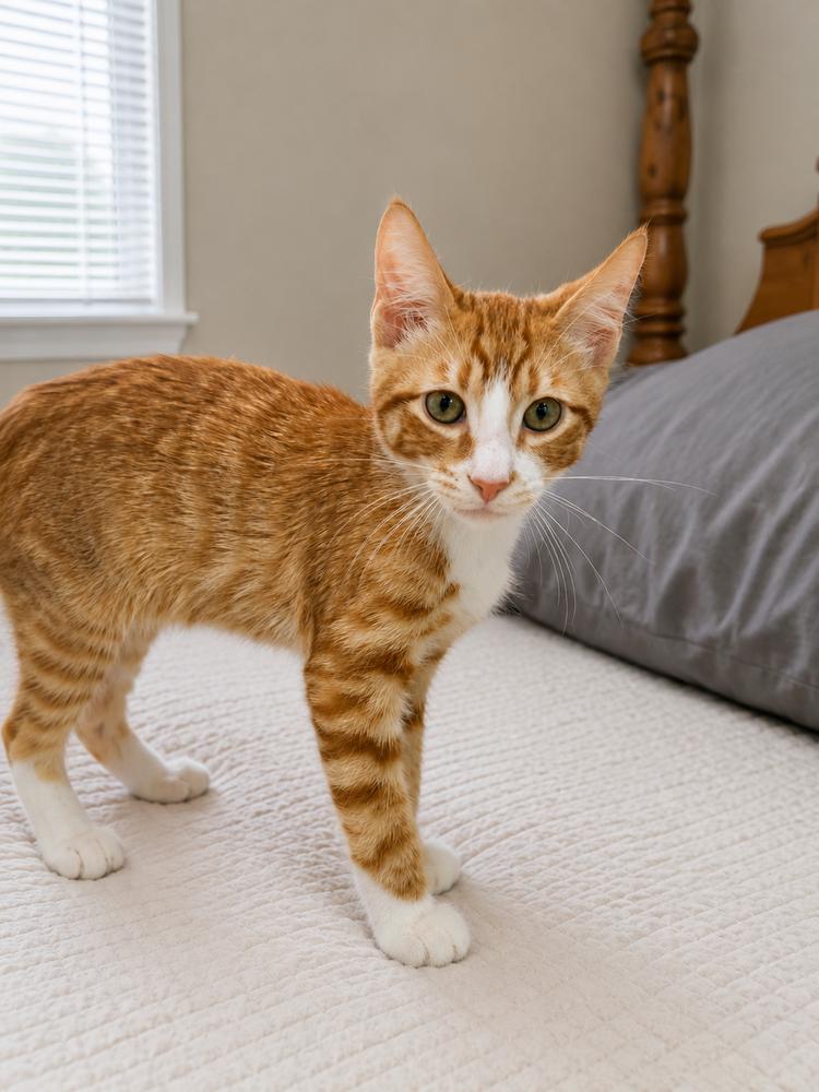 Spike, Adopted, Kitten Male American Shorthair.