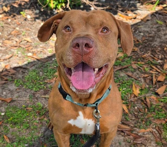 Enlarge PANCAKE, a Adoptable American Staffordshire Terrier in Ocala, FL image 1/1