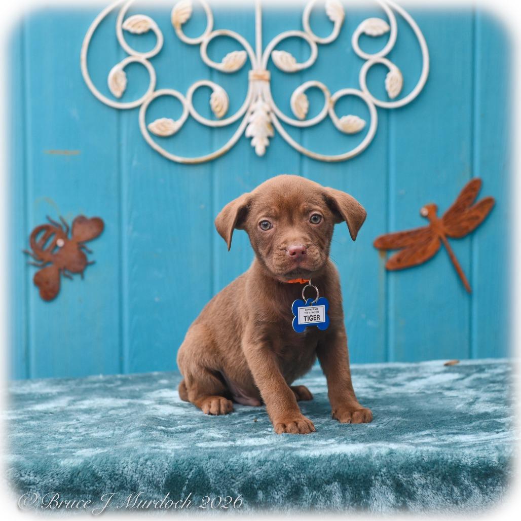 Tiger, Adoptable, Puppy Male Labrador Retriever.