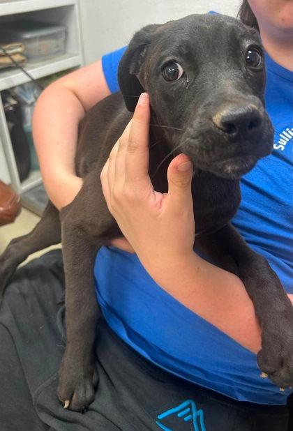 Enlarge Portland, a Adoptable Labrador Retriever in Sullivan, IN image 1/1