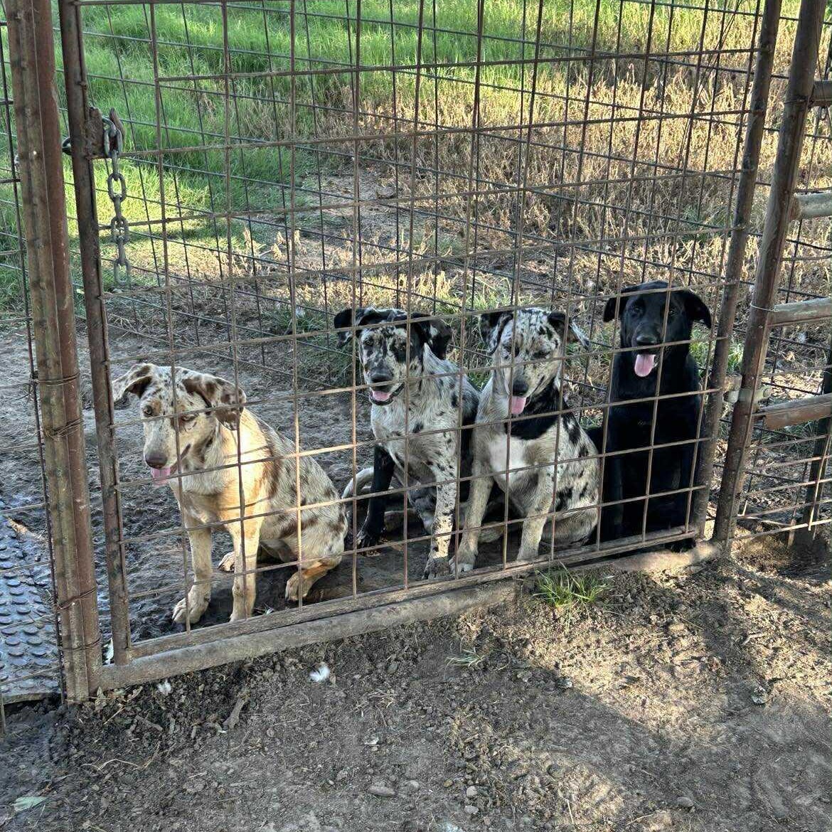 Luna, a Adoptable mixed breed in Carrollton, TX image 6/6