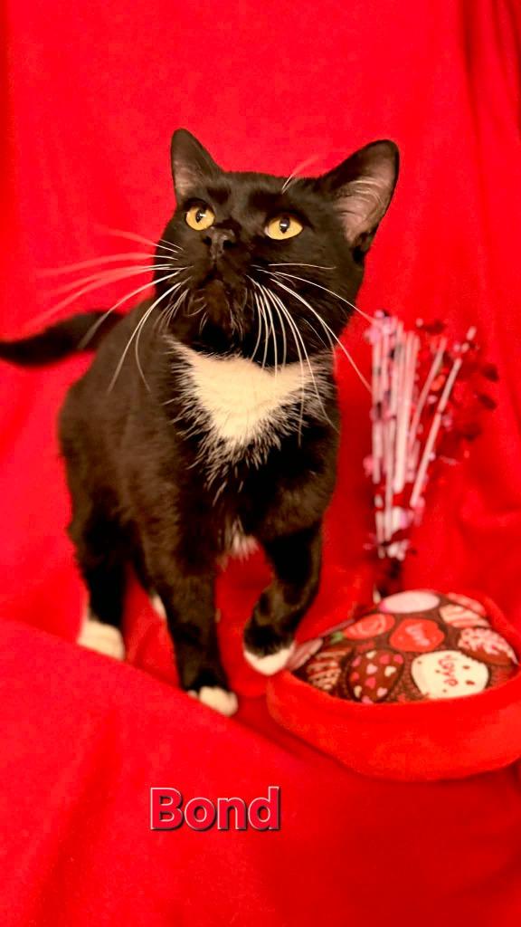 Bond, Adoptable, Young Male Domestic Short Hair.
