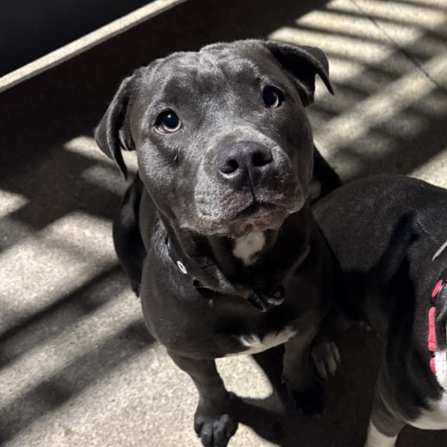 Venus, Adoptable, Young Female American Staffordshire Terrier.