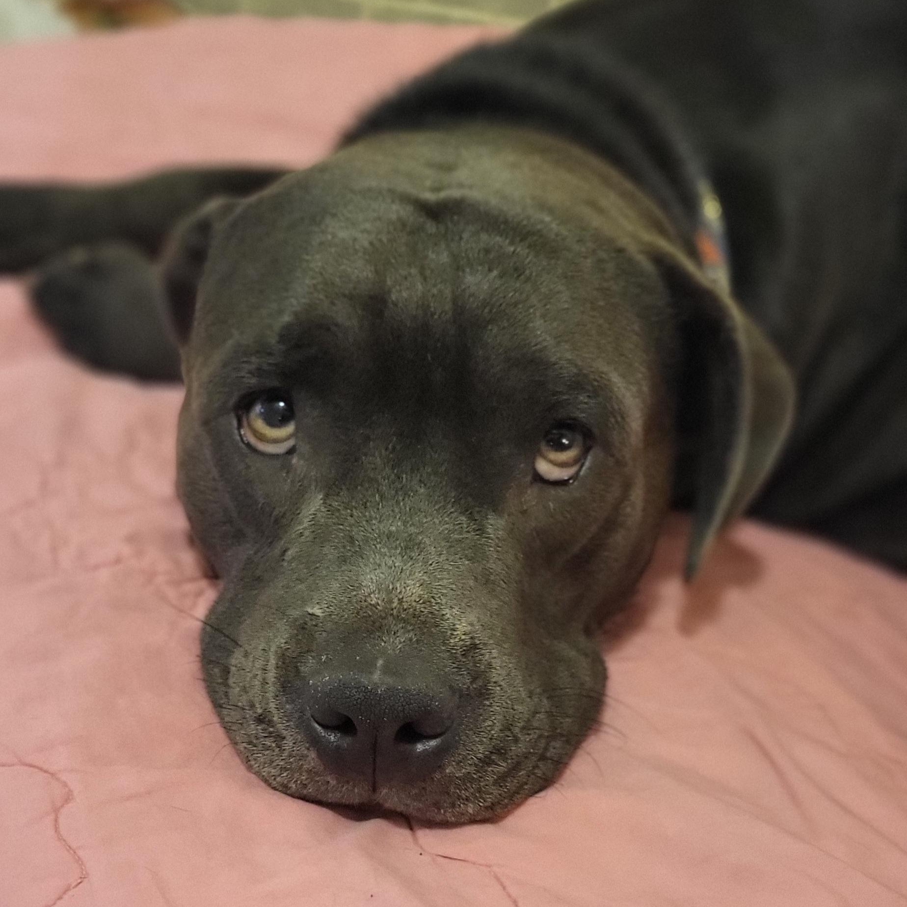 Enlarge Venus, a Adoptable American Staffordshire Terrier in Austin, TX image 3/4