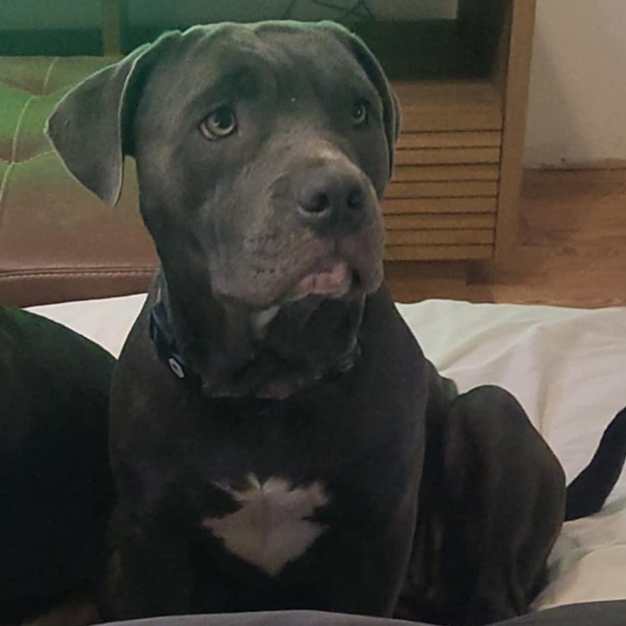 Enlarge Venus, a Adoptable American Staffordshire Terrier in Austin, TX image 4/4