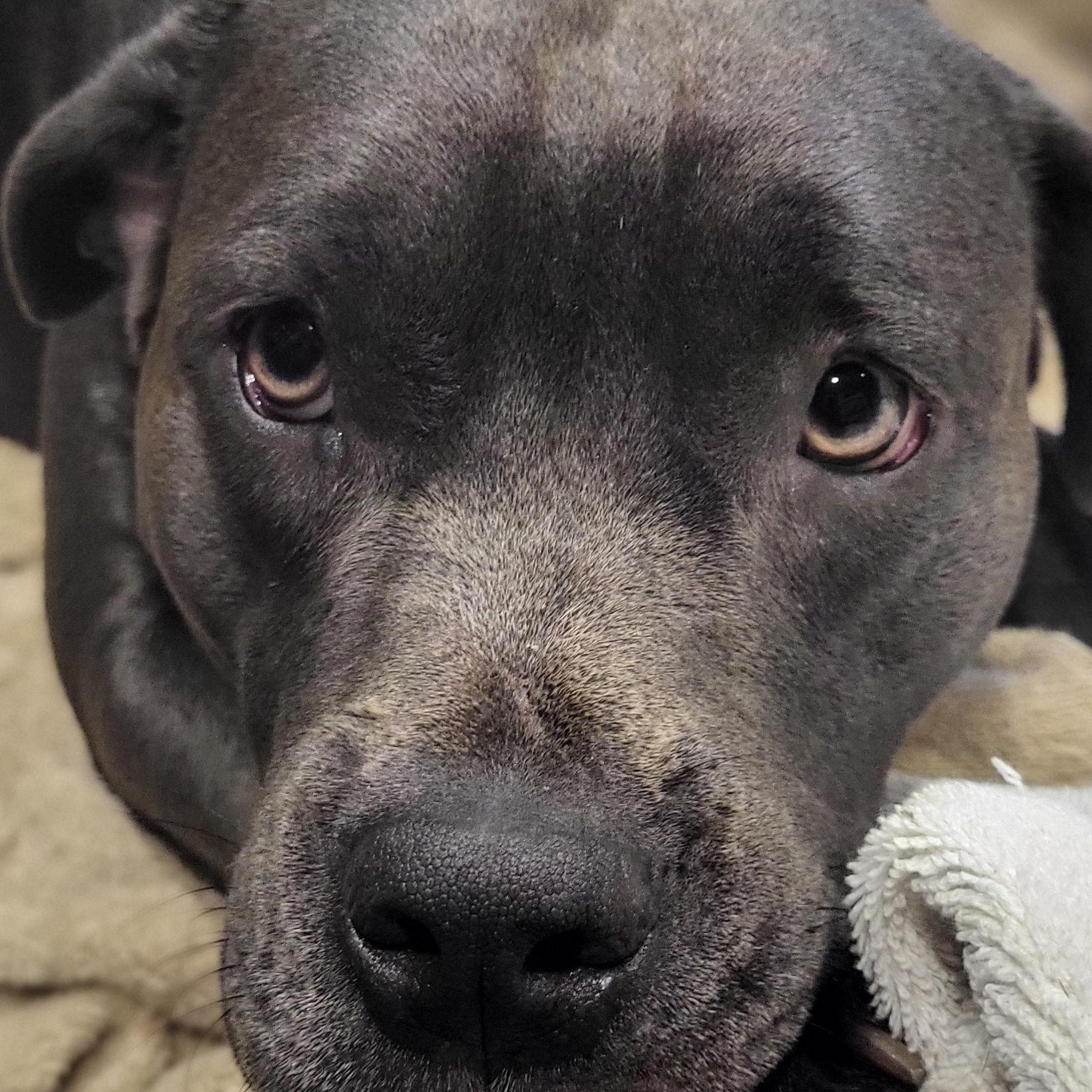 Enlarge Venus, a Adoptable American Staffordshire Terrier in Austin, TX image 2/4