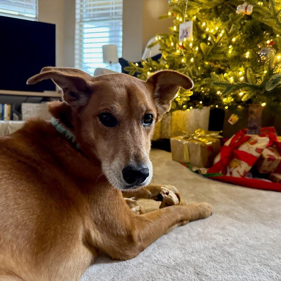 PepperAnn (Bailey), Adoptable, Adult Female Labrador Retriever.
