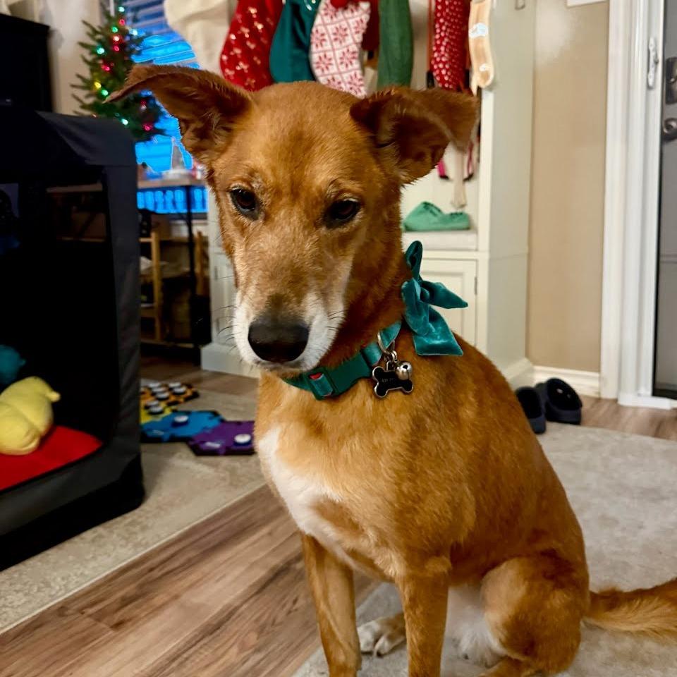 PepperAnn (Bailey), Adoptable, Adult Female Labrador Retriever.