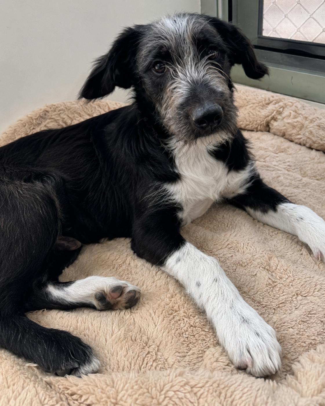 Enlarge Archie, a Adoptable mixed breed in Encinitas, CA image 5/6