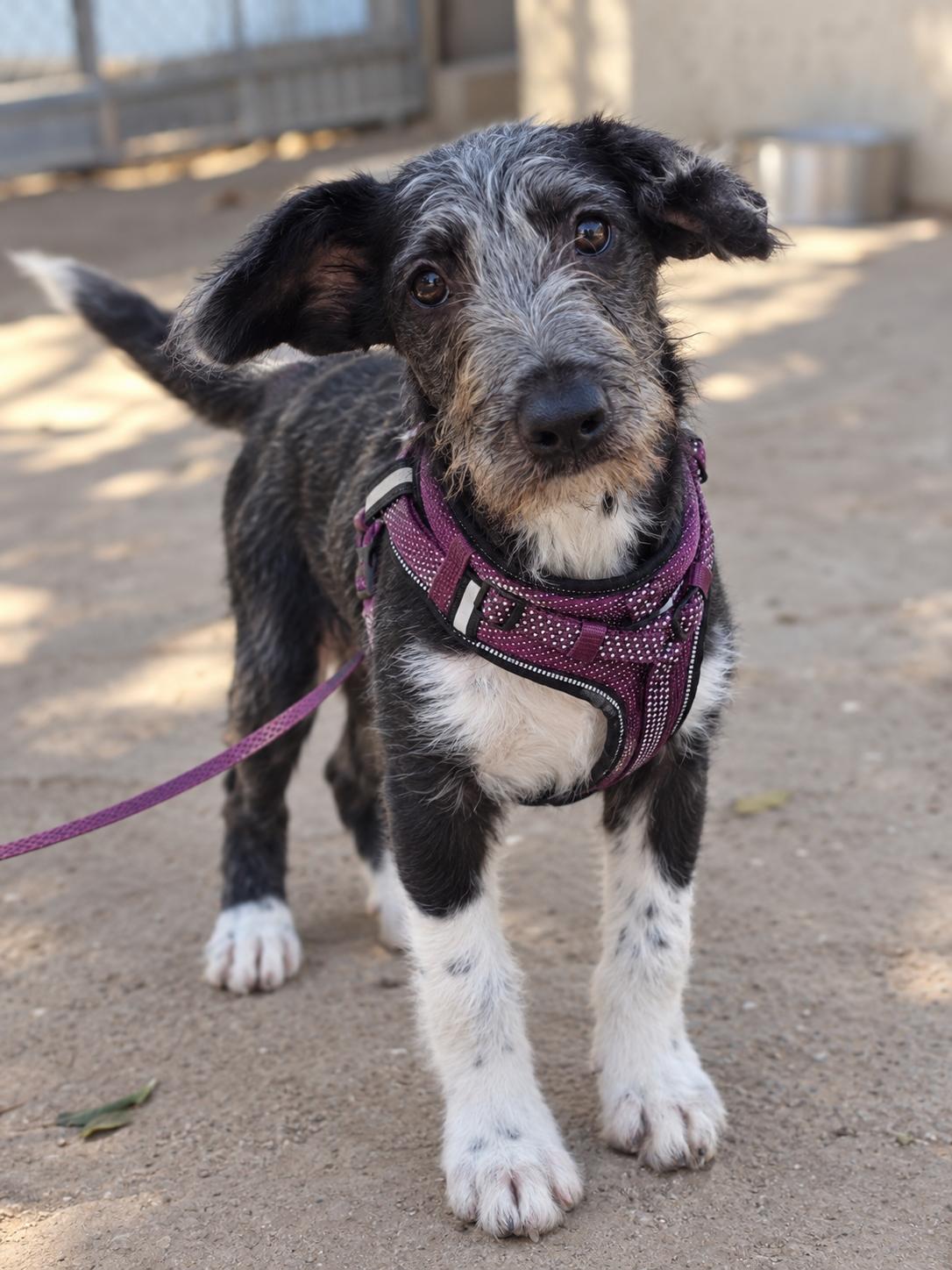 Enlarge Archie, a Adoptable mixed breed in Encinitas, CA image 2/6