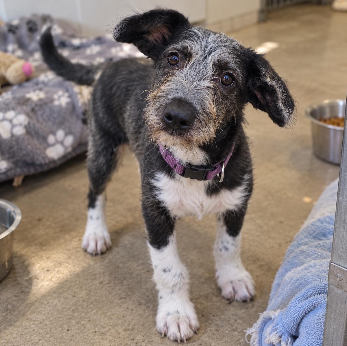 Archie, Adoptable, Puppy Male Wirehaired Terrier & Labrador Retriever.