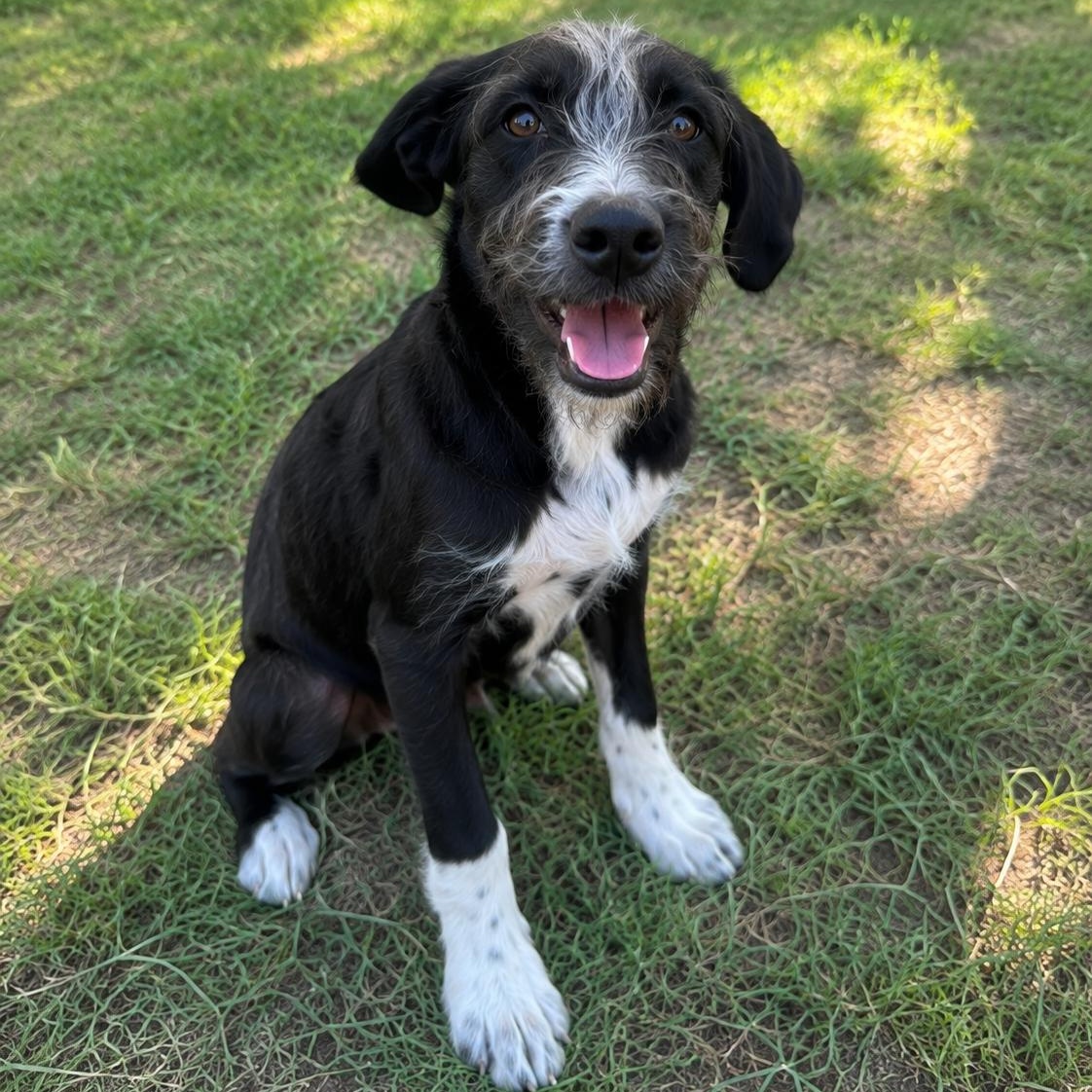 Enlarge Archie, a Adoptable mixed breed in Encinitas, CA image 4/6